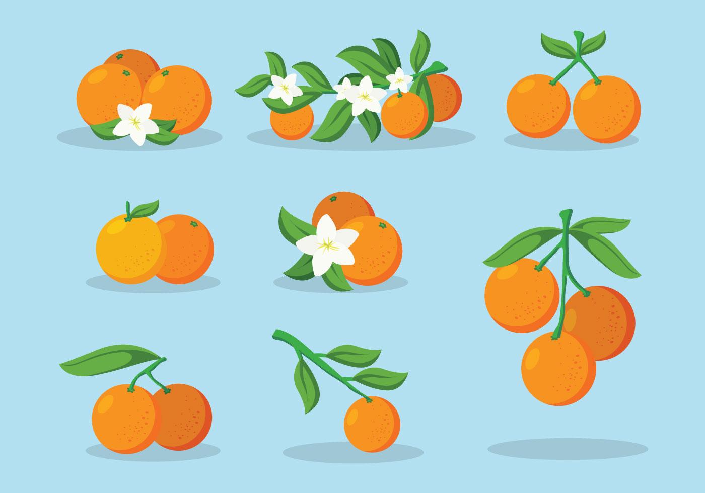 橘子与花插图0