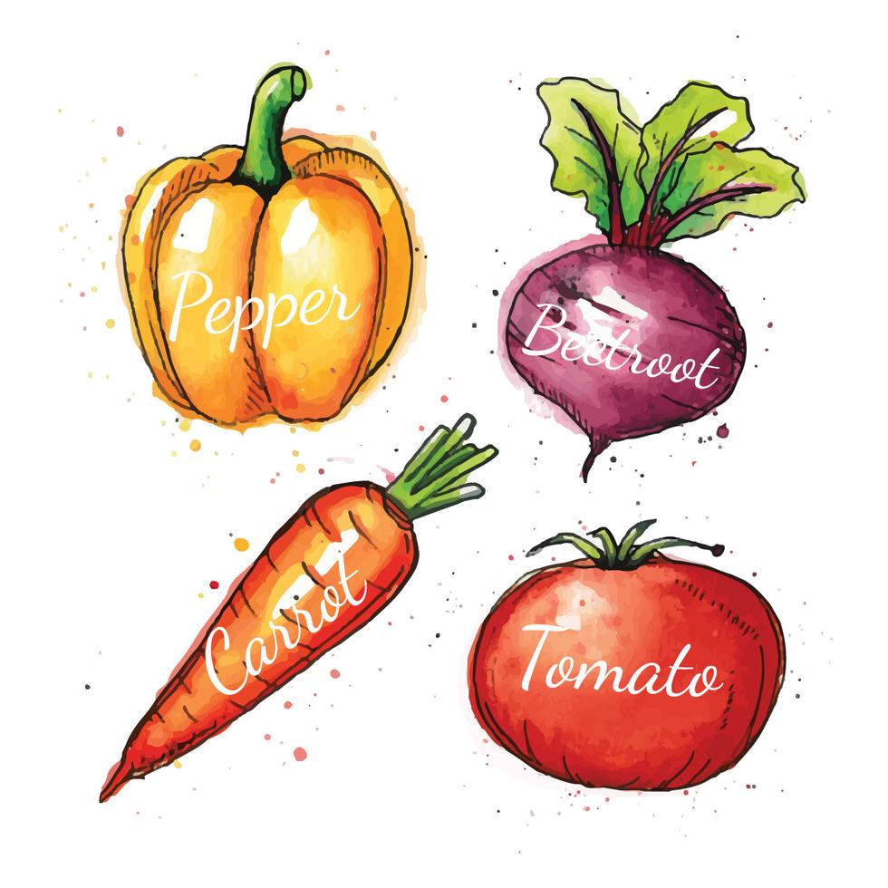 四种蔬菜插图0
