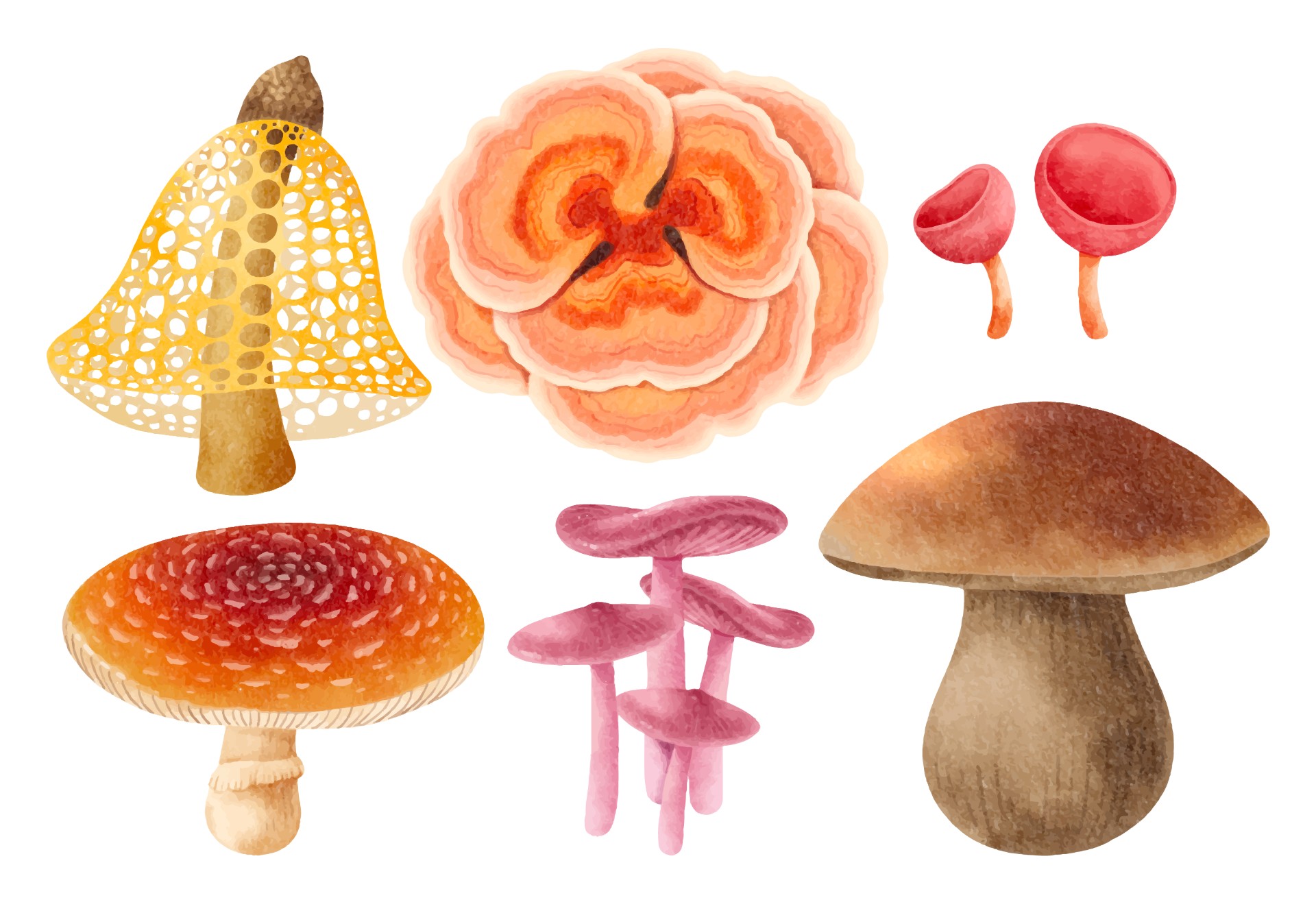 各种种类的蘑菇插图0
