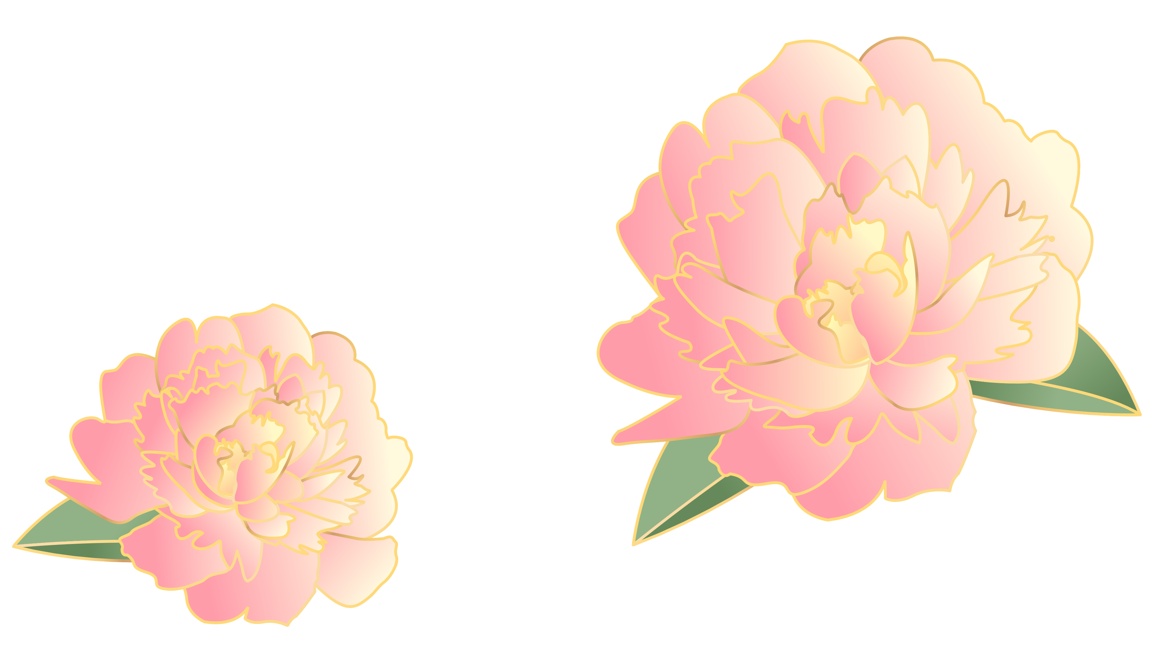 牡丹花插图0