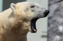 北极熊张嘴大吼图片