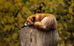 树桩上睡觉的狐狸