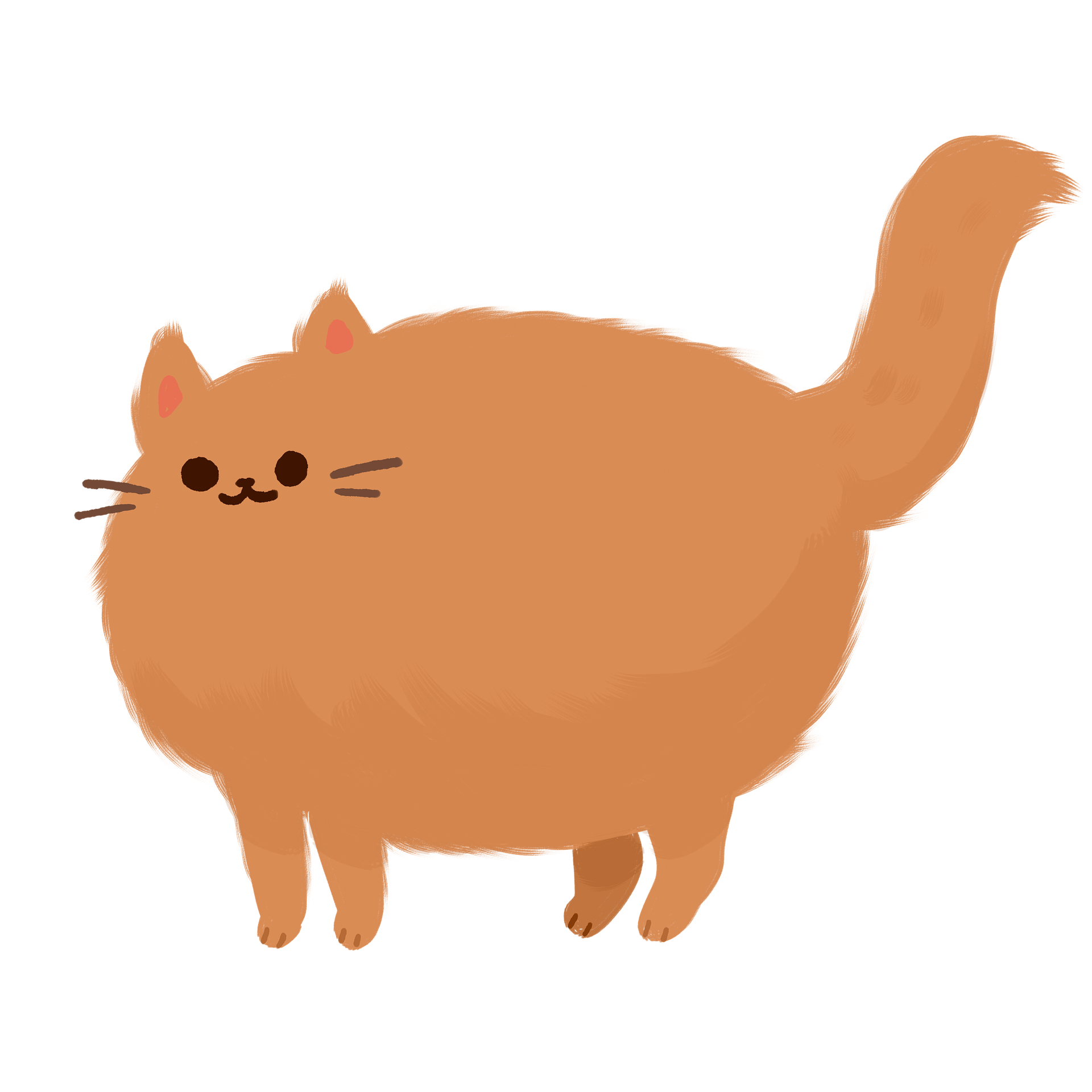 毛发蓬松的橘猫插图0
