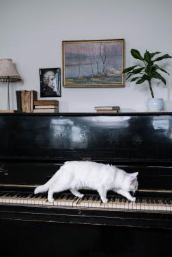 在钢琴上行走的猫
