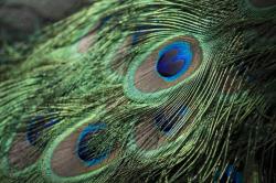 绿色的孔雀羽毛