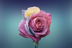 彩色的玫瑰花