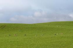 羊在草坪吃草