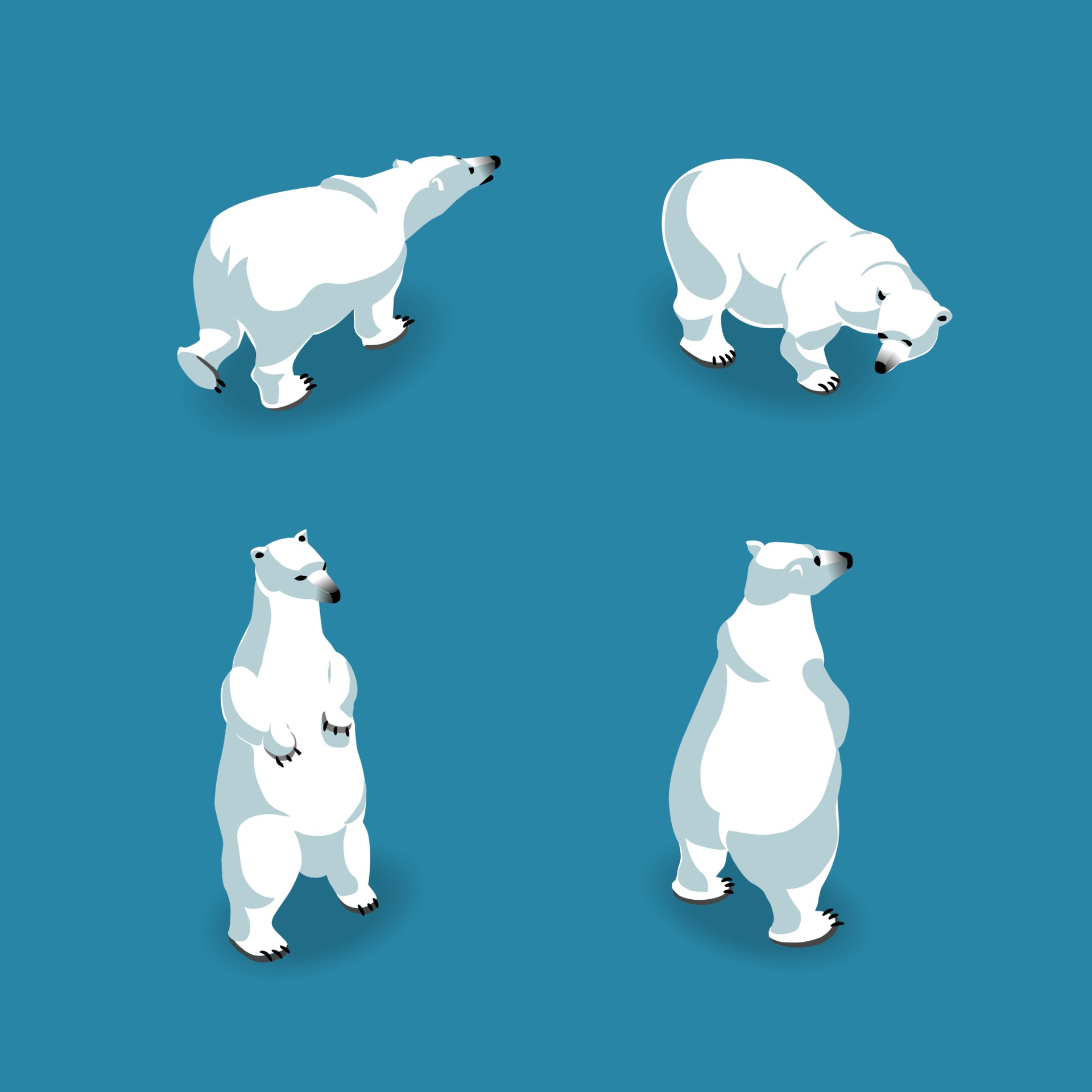 北极熊摆出4个姿势插图0