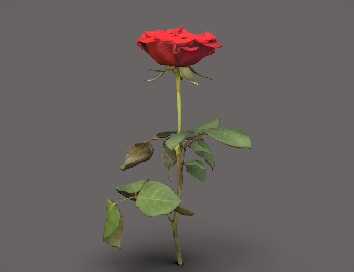 玫瑰花3d模型0
