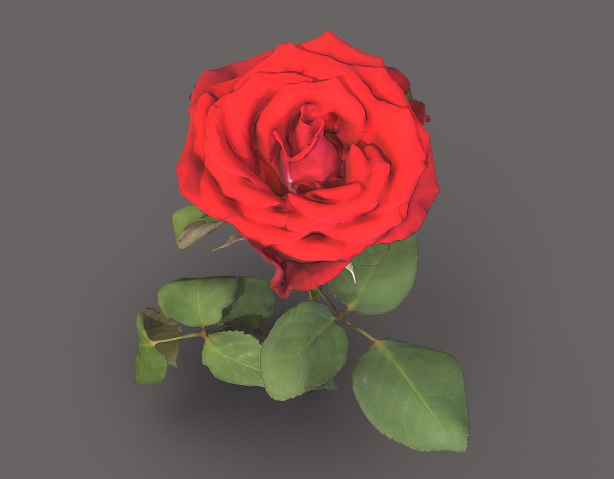 玫瑰花3d模型1