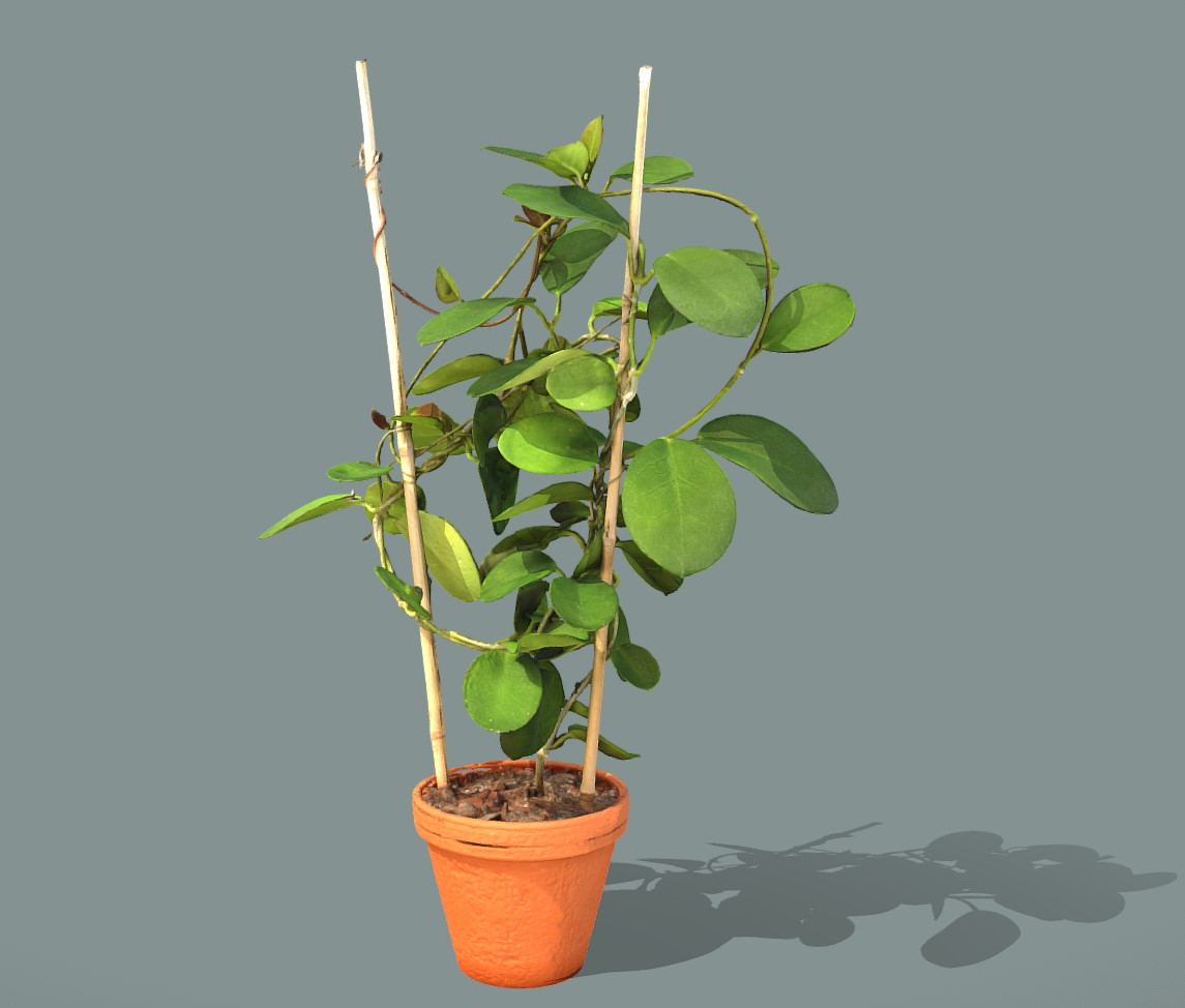 盆栽照料植物3d模型0