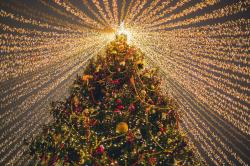 拉满彩灯的圣诞树
