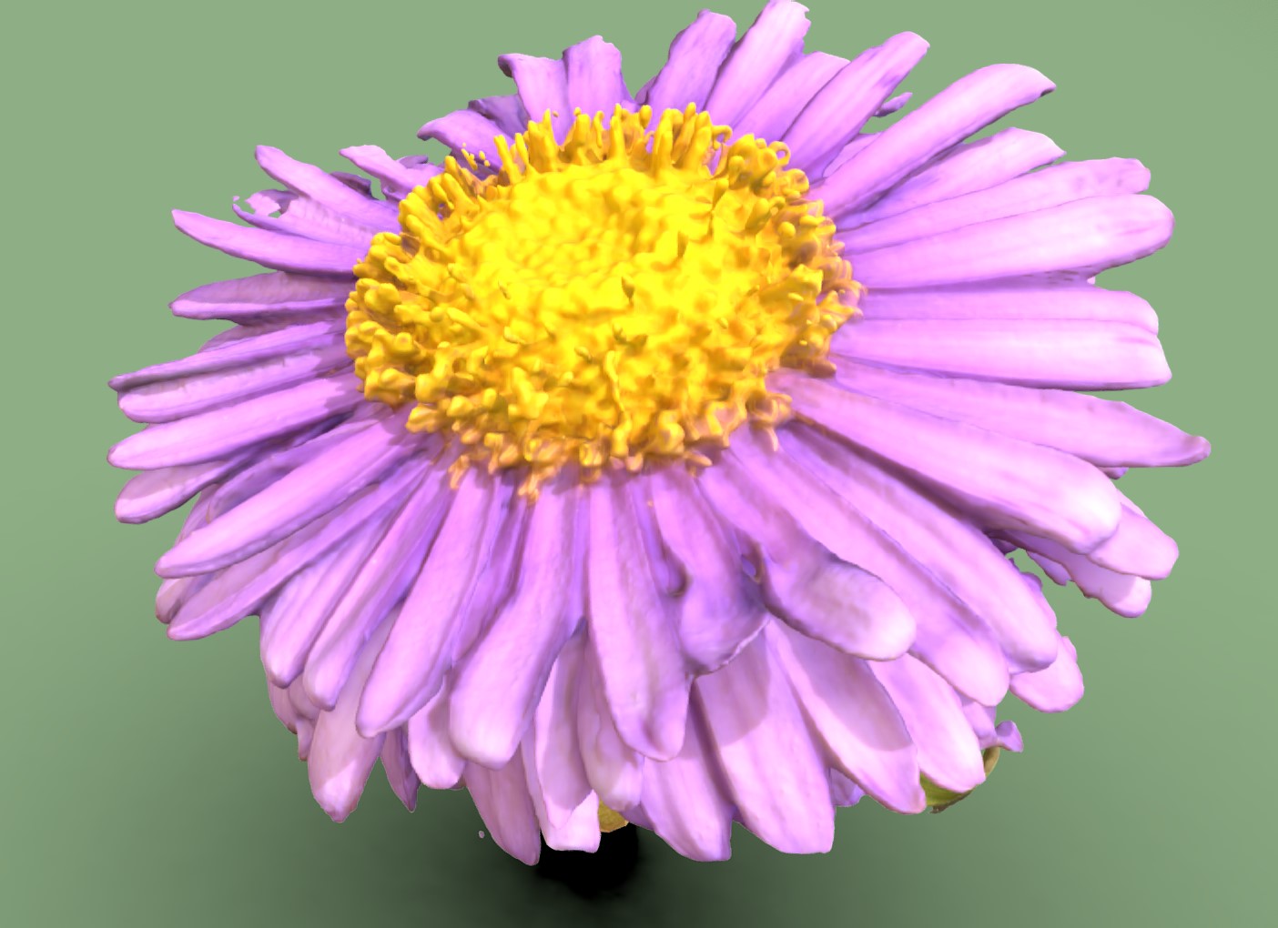 紫色雏菊3d模型1