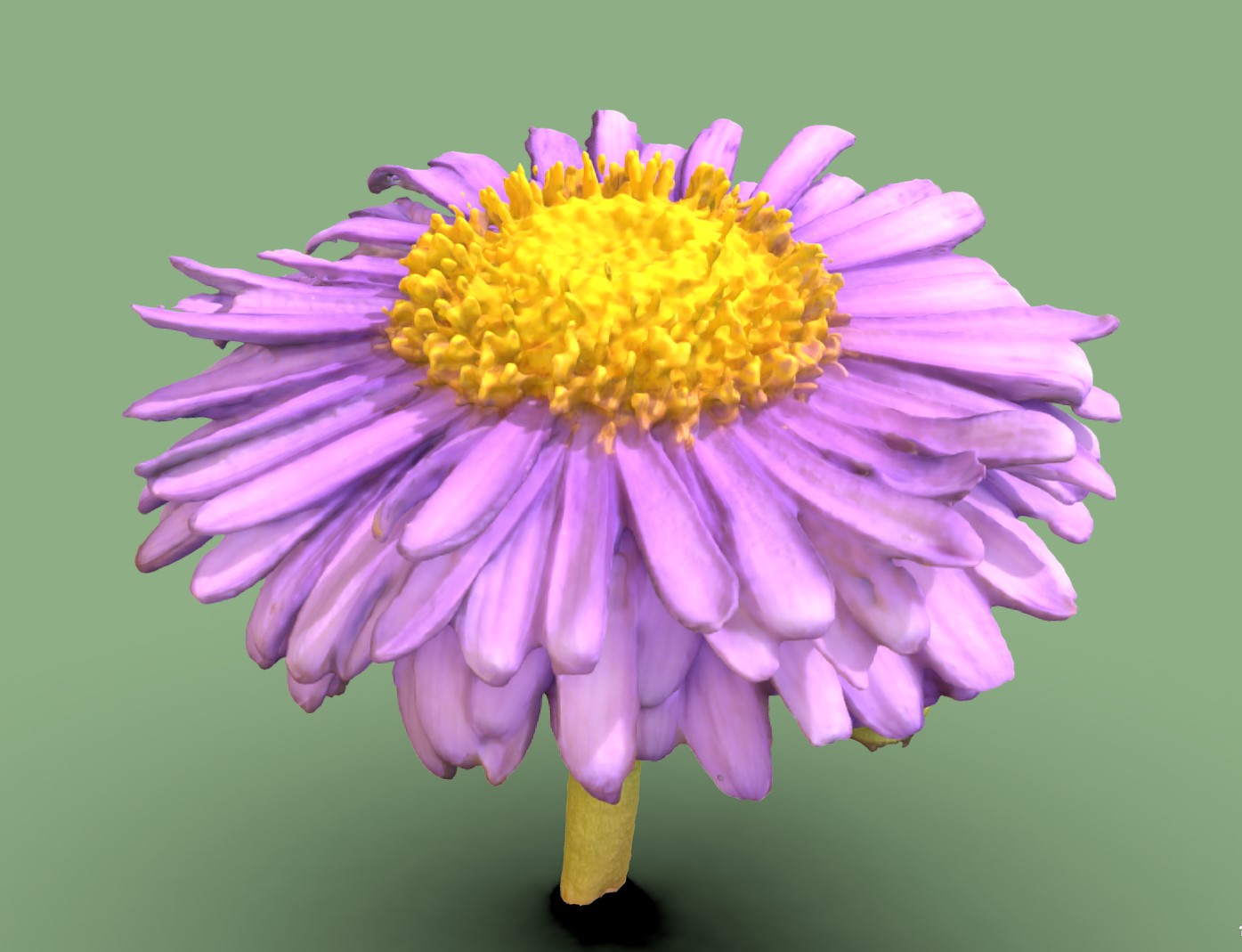 紫色雏菊3d模型0