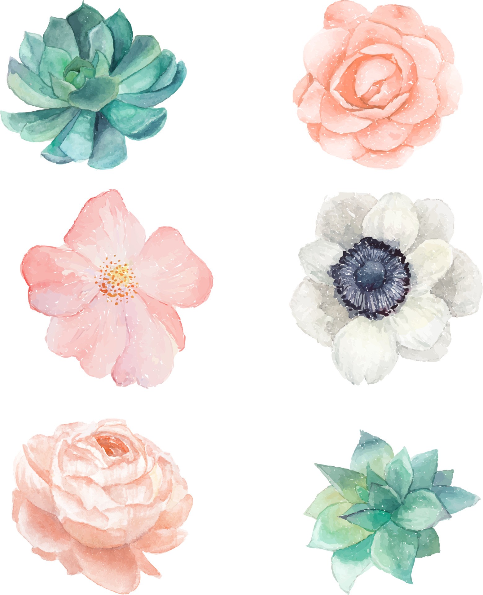 六种水彩花朵插图0