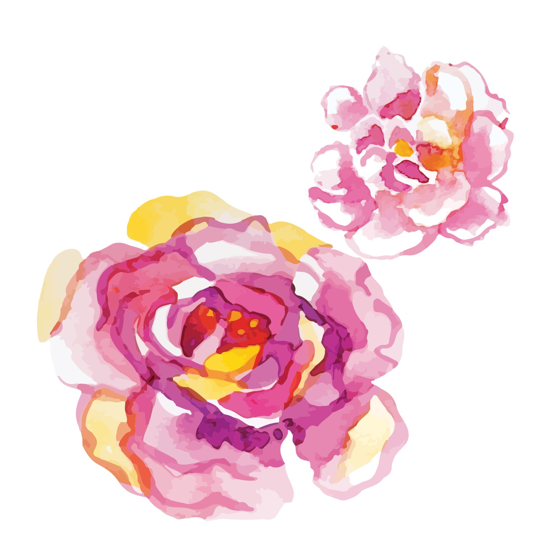 盛开的玫瑰花插图0