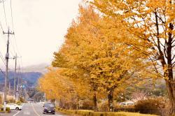 秋天银杏树下的公路