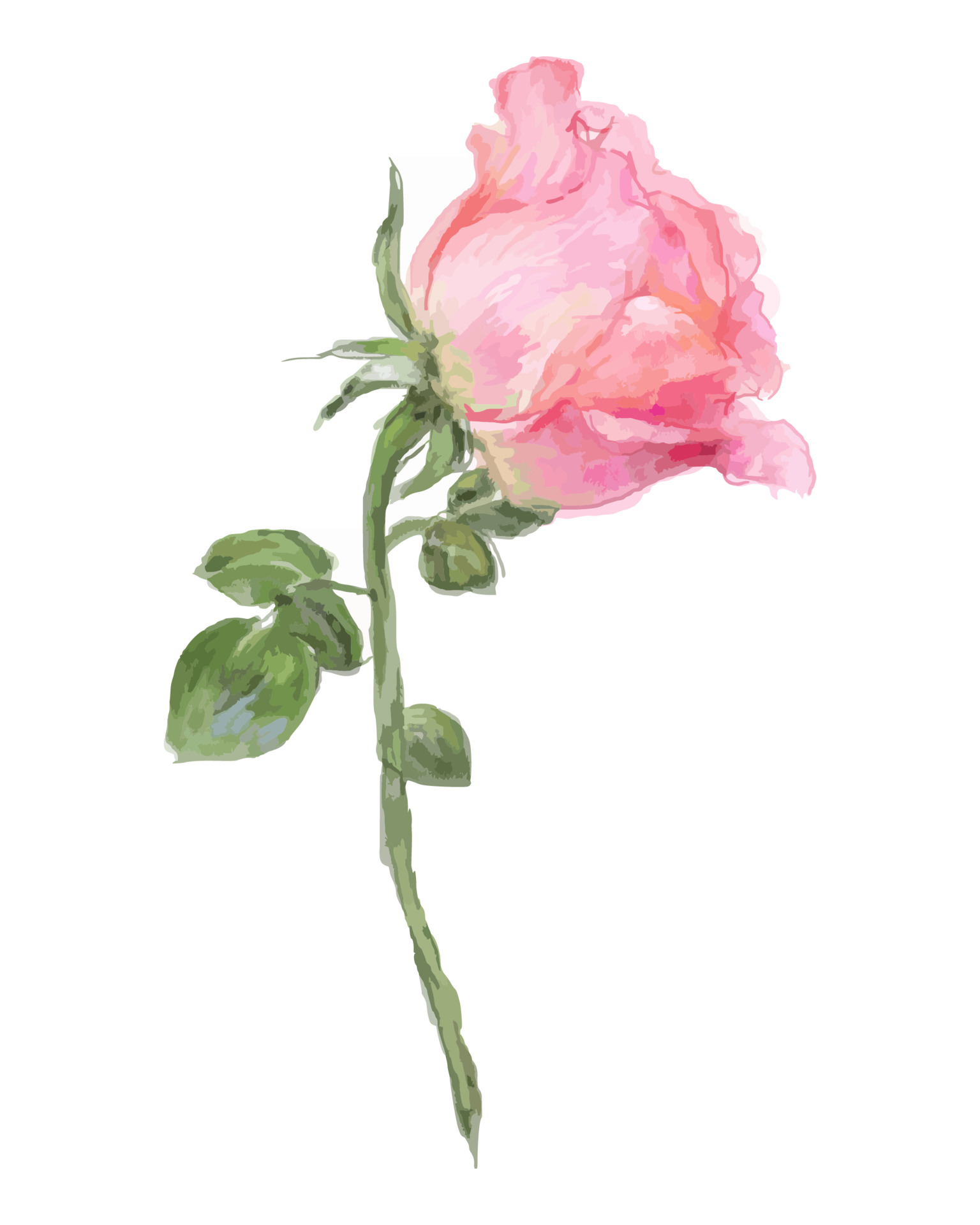 一枝粉色玫瑰插图0