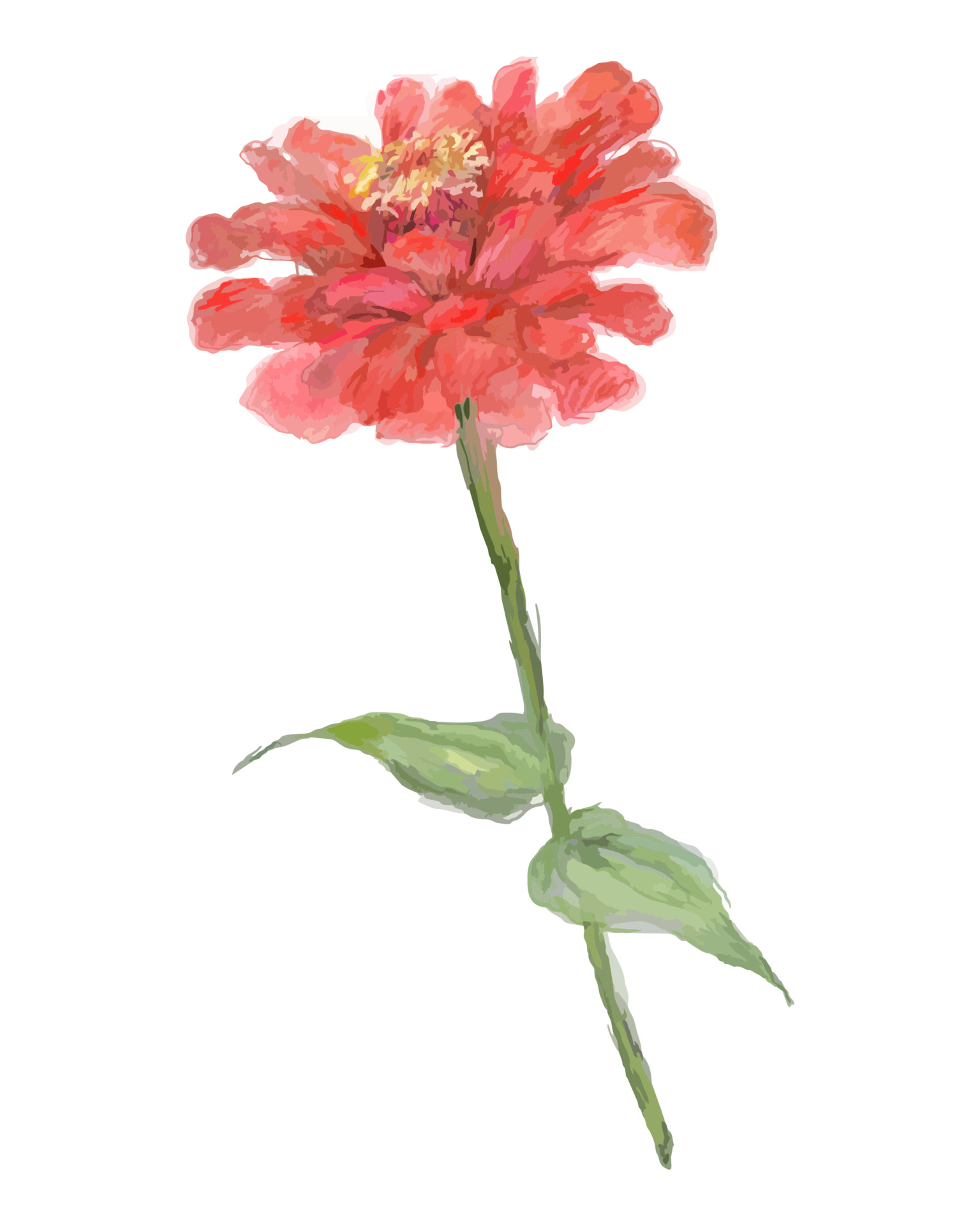 一枝红色菊花插图0