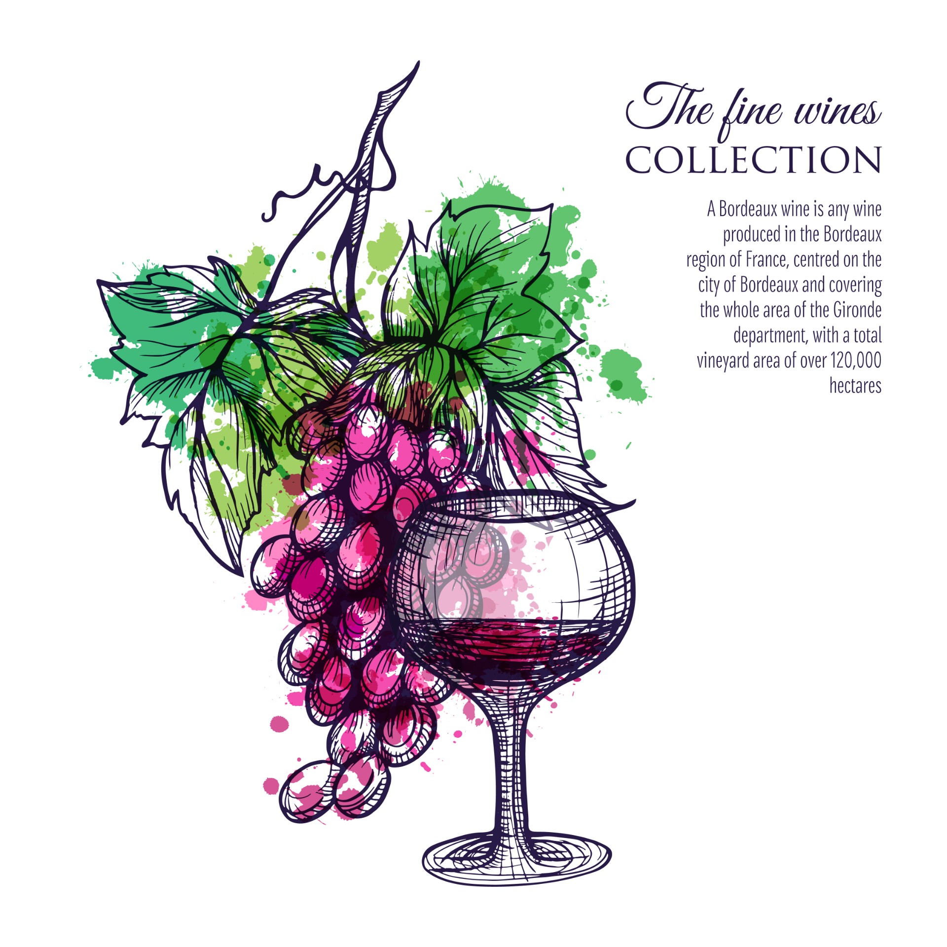 手绘葡萄和葡萄酒插图0