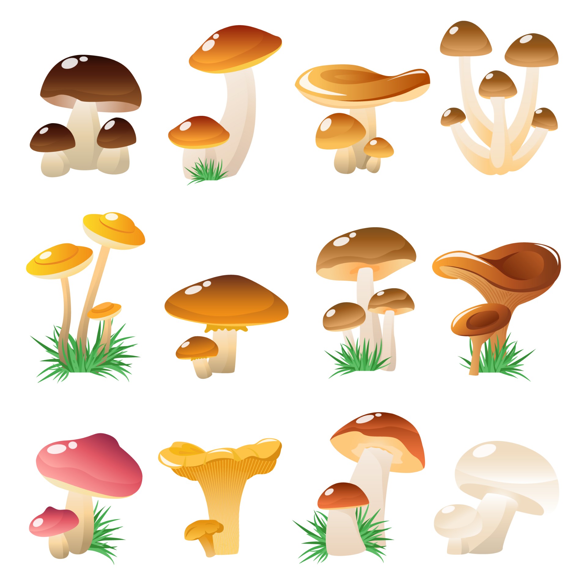 森林蘑菇插图0