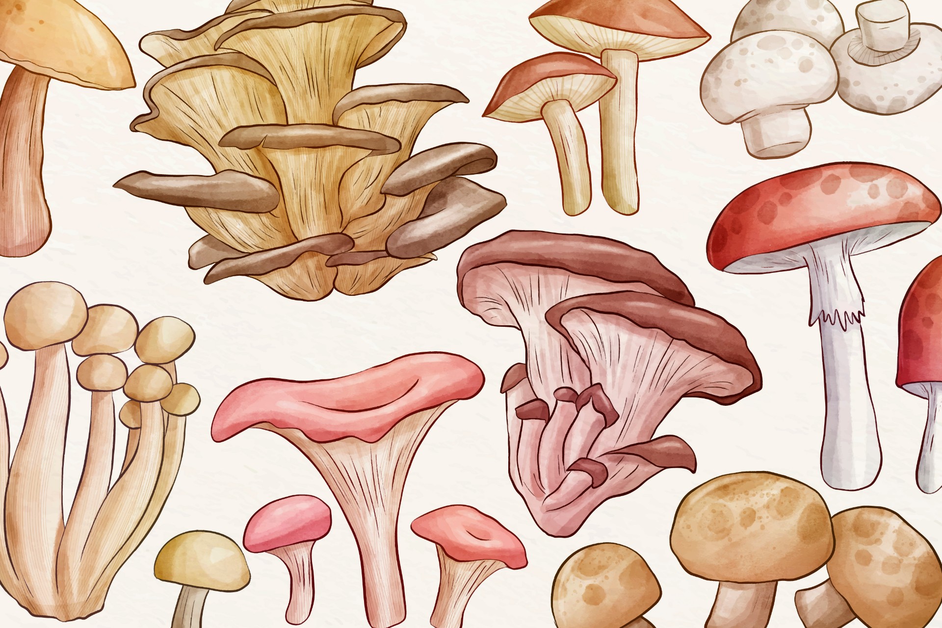 不同种类蘑菇插图0