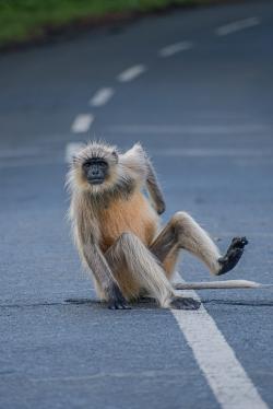 坐在马路上的猴子