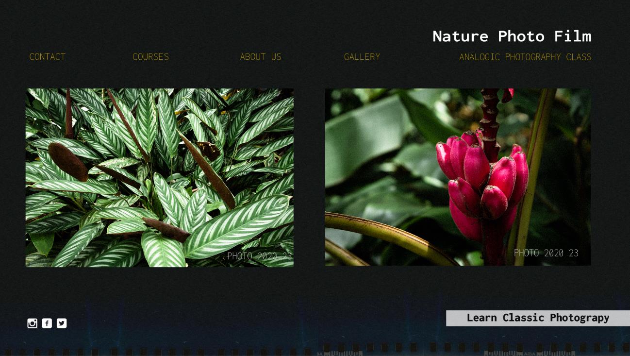 自然植物网页模板0
