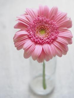 插在玻璃杯里的粉色雏菊
