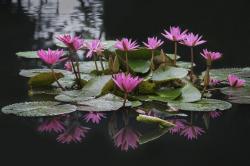 池里的莲花