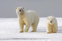 北极熊妈妈和宝宝