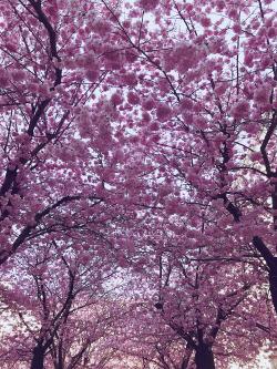 一片盛开的梅花树