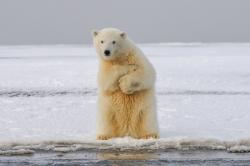 冰川上可爱的北极熊