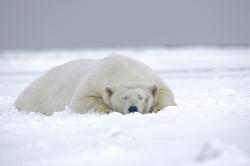趴在雪地里的北极熊