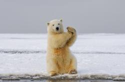 坐着拍手的北极熊