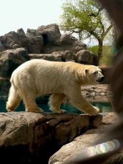 散步的北极熊