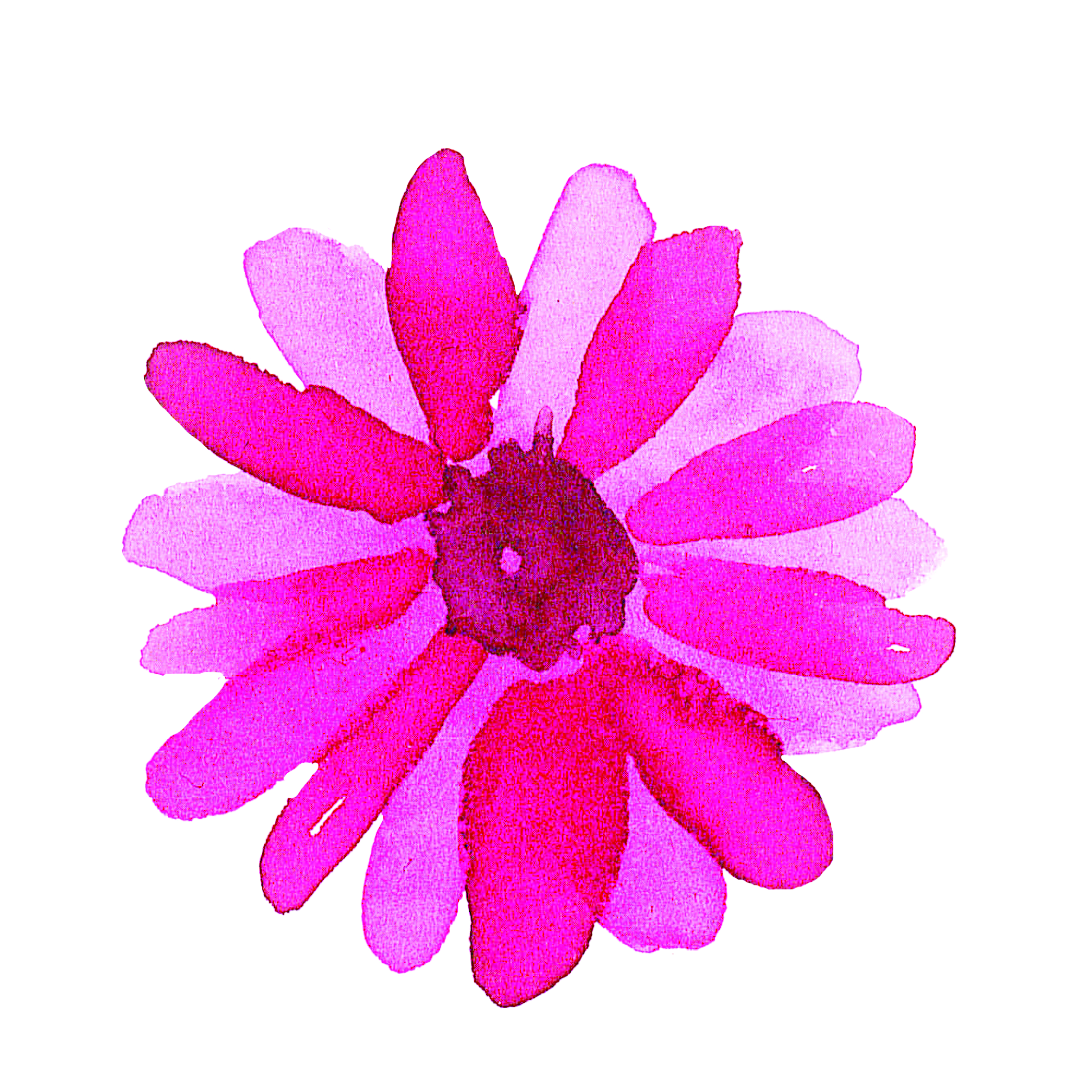 粉红非洲菊插图0