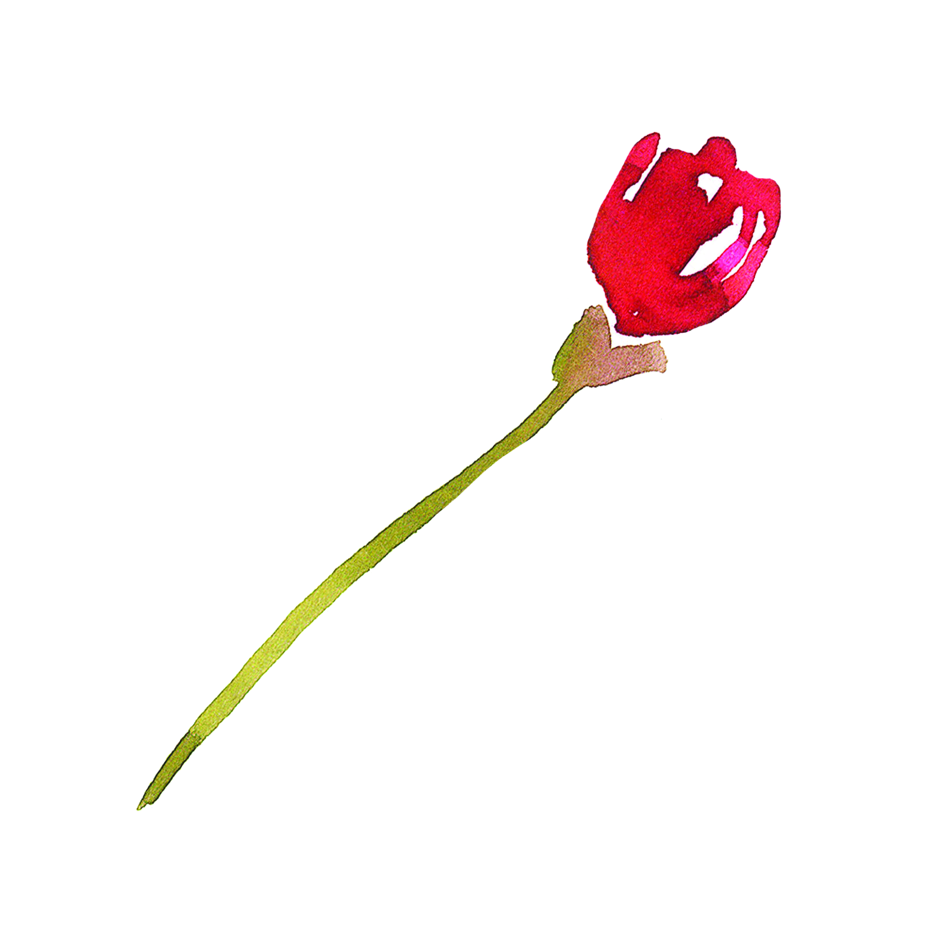 红色玫瑰插图0