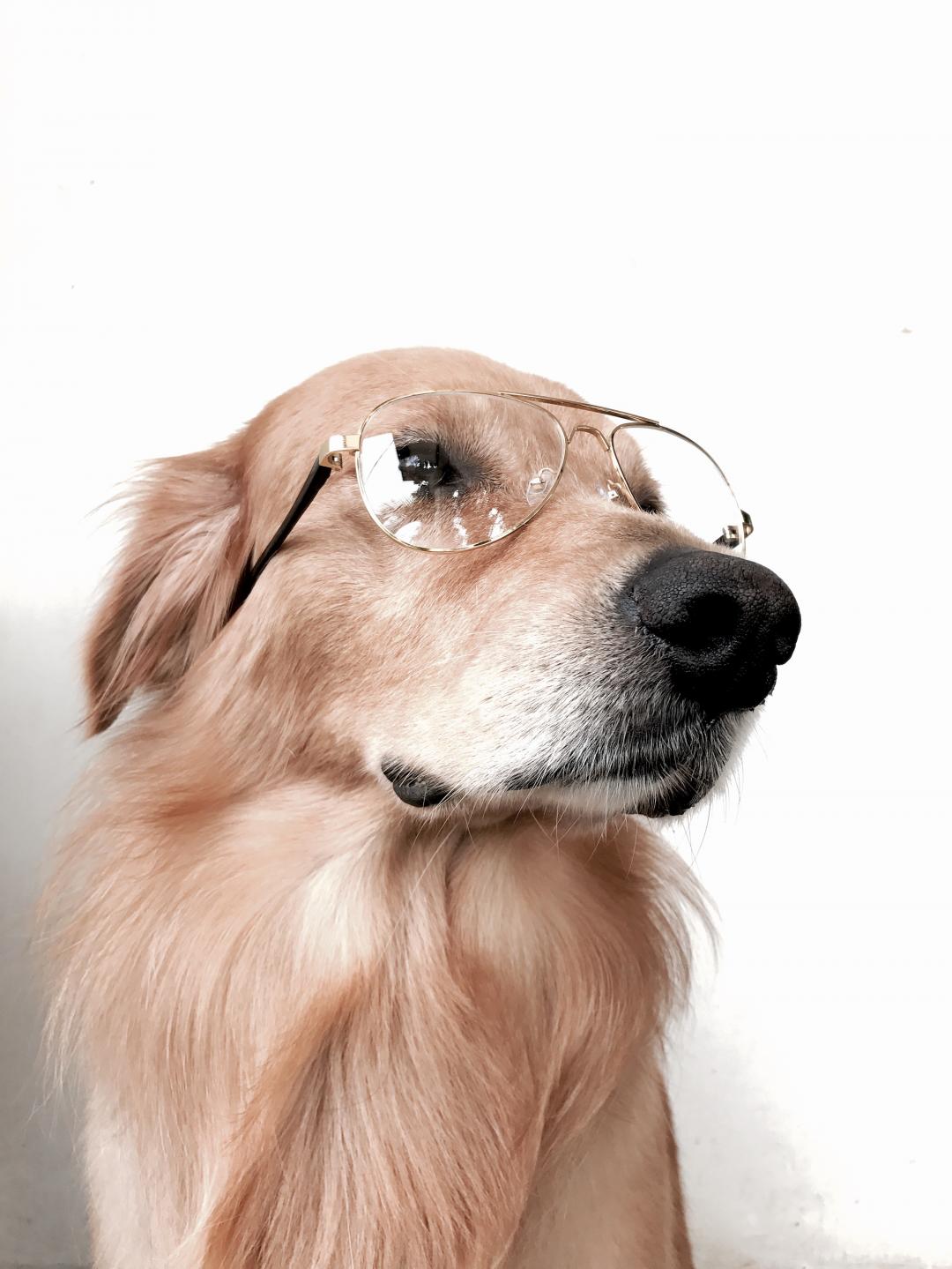 包邮8公分宠物眼镜 厂家宠物墨镜小狗眼镜 小猫圆形眼镜 玩偶小-阿里巴巴
