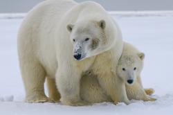北极熊和他的宝宝的照片