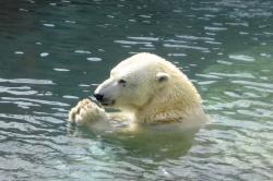 在水里快乐游泳的北极熊