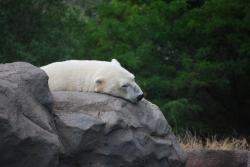 趴在岩石上睡觉的北极熊