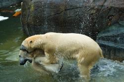 水中打闹的两只北极熊