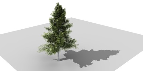 小树3d模型0