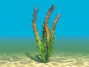 水草3d模型0