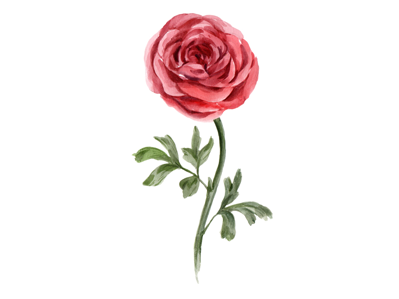 一支玫瑰花插图0