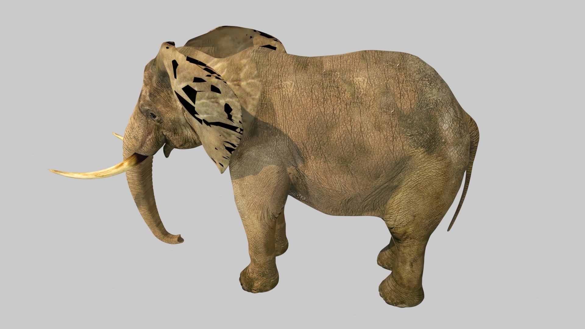 大象模型立体0