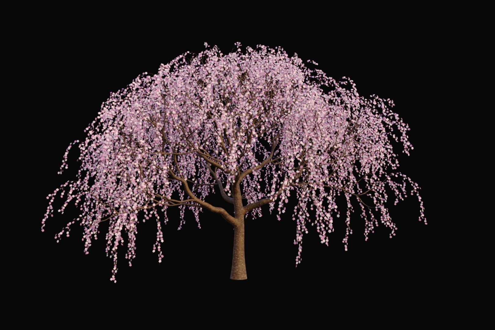 3d樱花树模型0