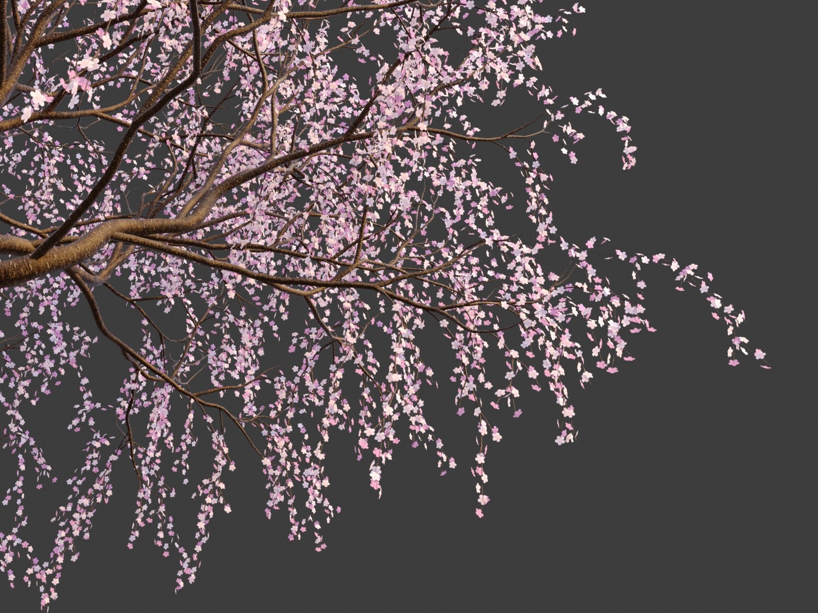 3d樱花树模型2