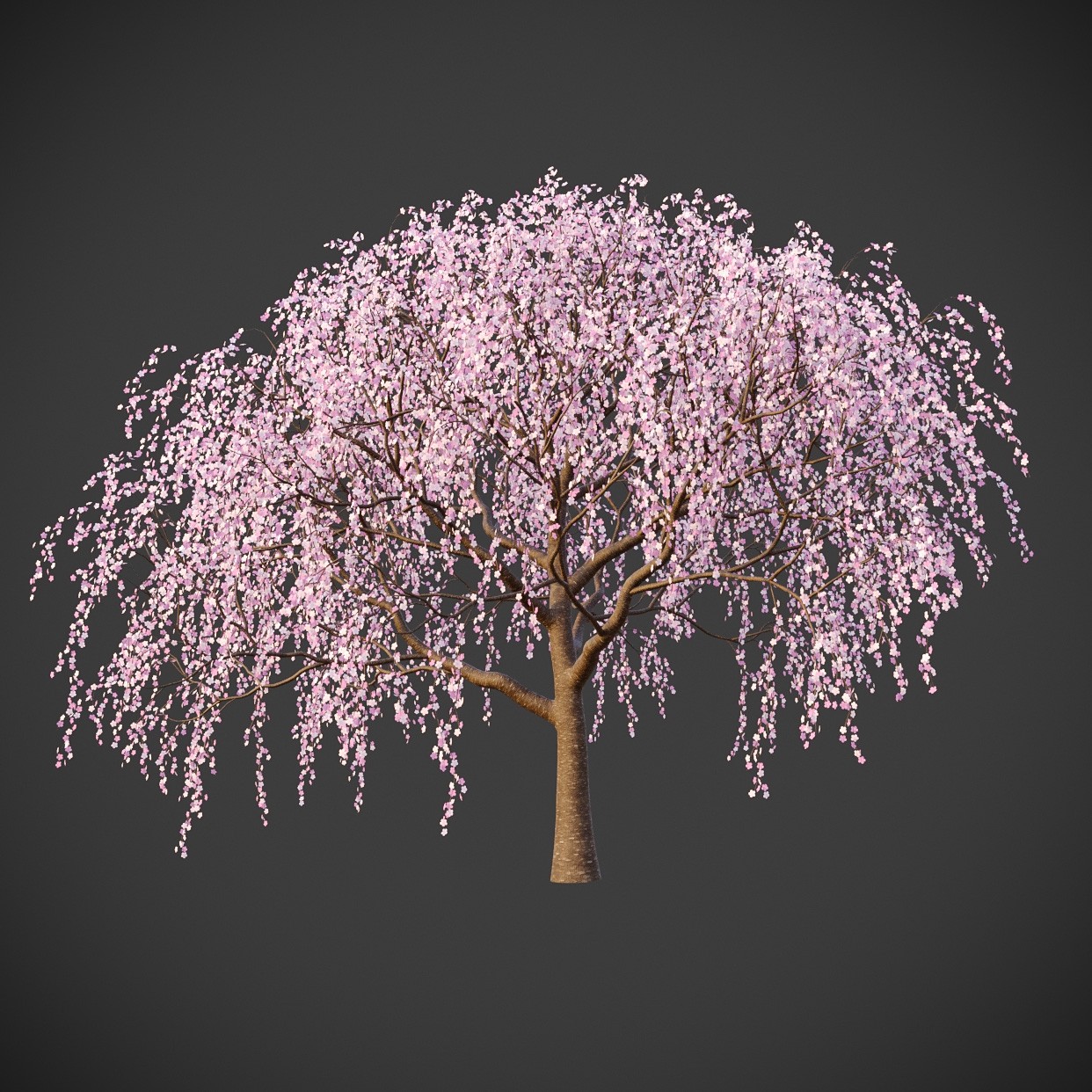3d樱花树模型3